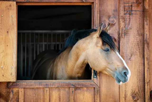 horse in a barn